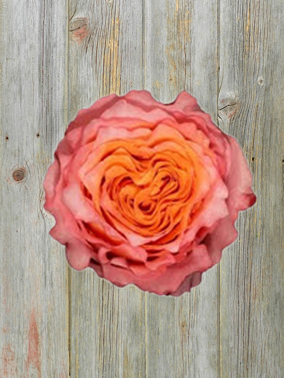 FREE SPIRIT  ORANGE GARDEN ROSE